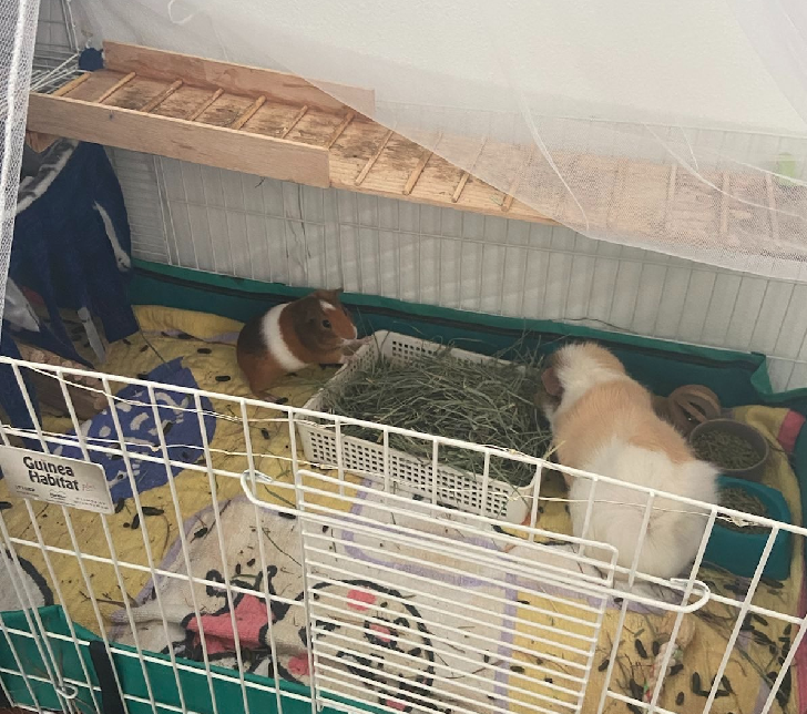 Jimmy and junior's cage
