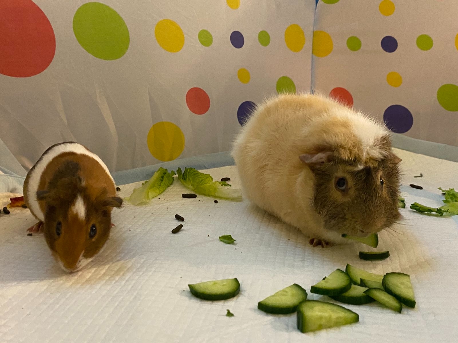 jimmy and junior eating cucumber