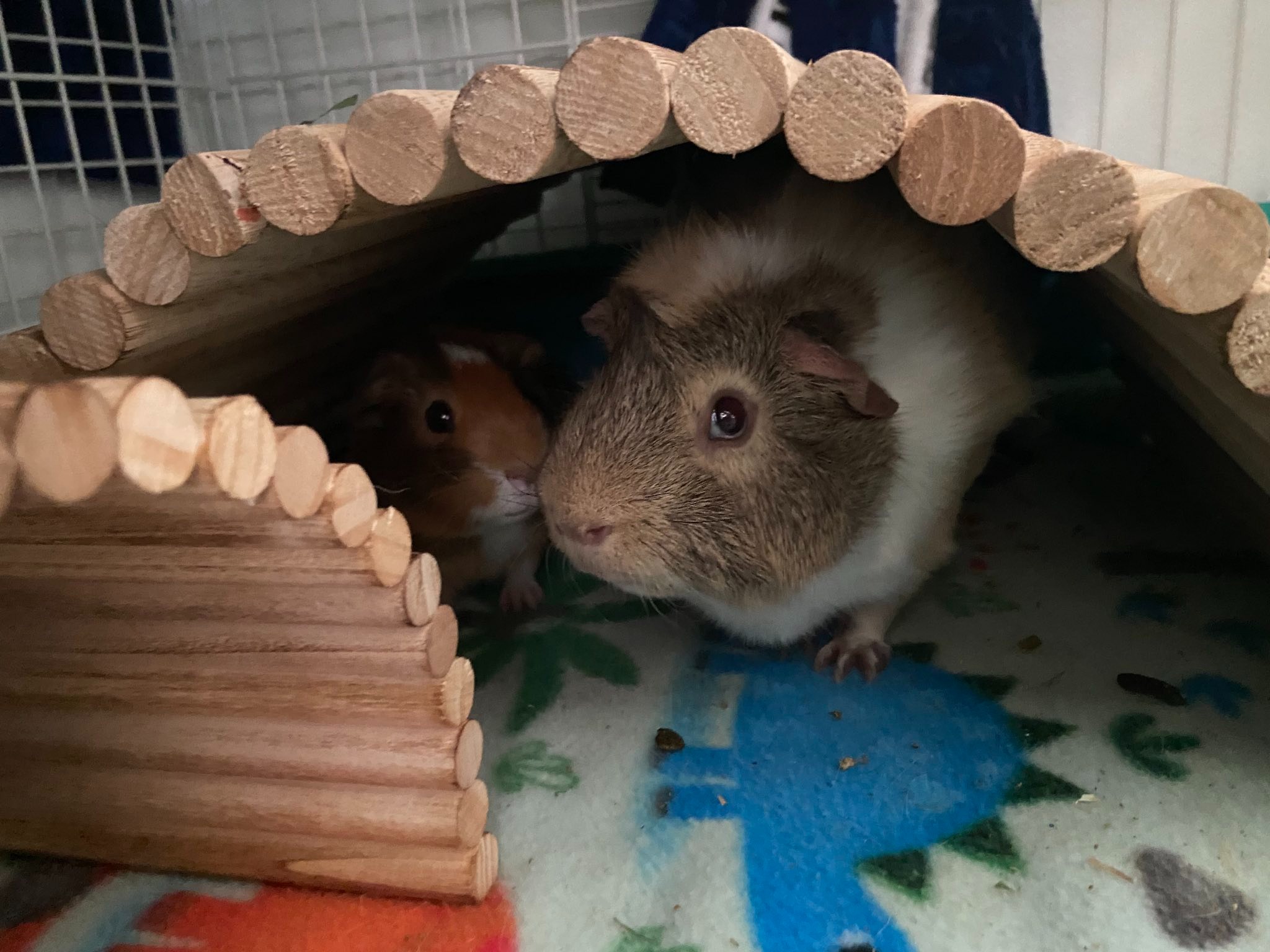 Jimmy and junior in their house