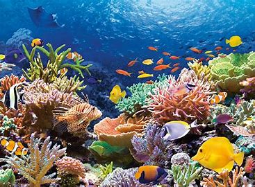 Underwater view of the Great Barrier Reef.