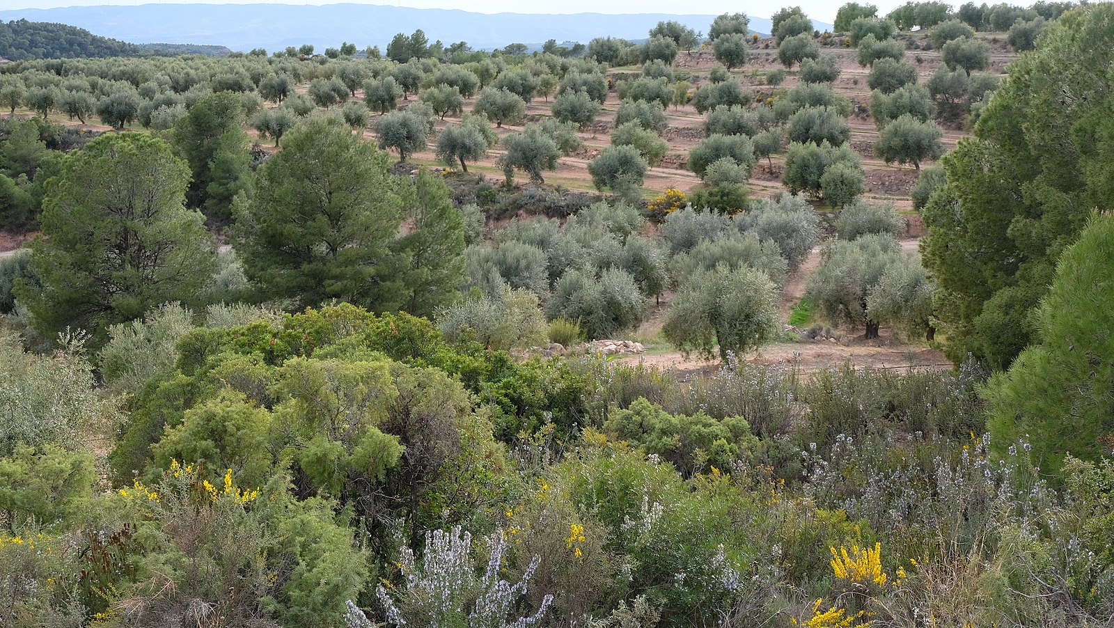 Olive Grove