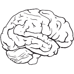 Brain Drawing