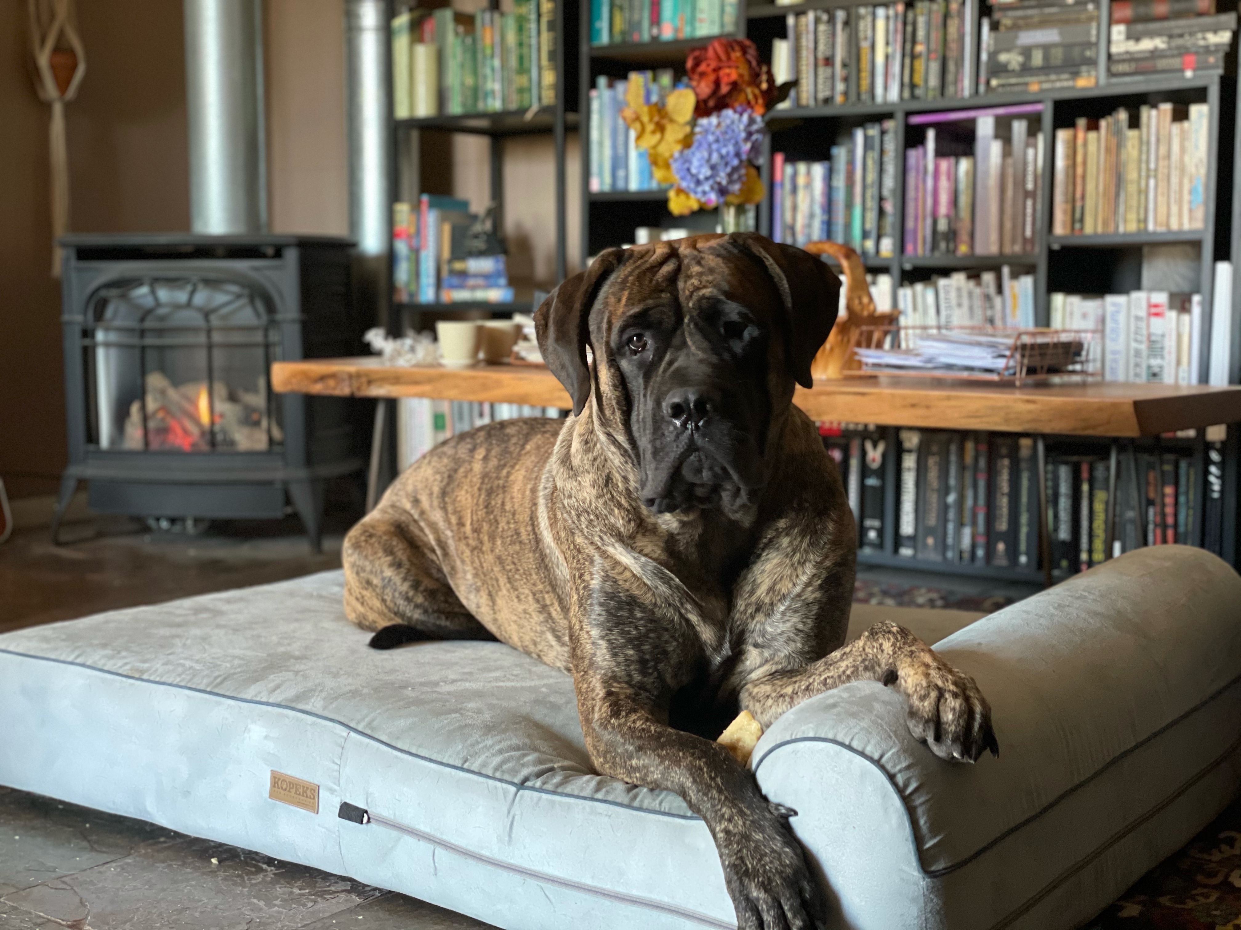 Bear on her bed