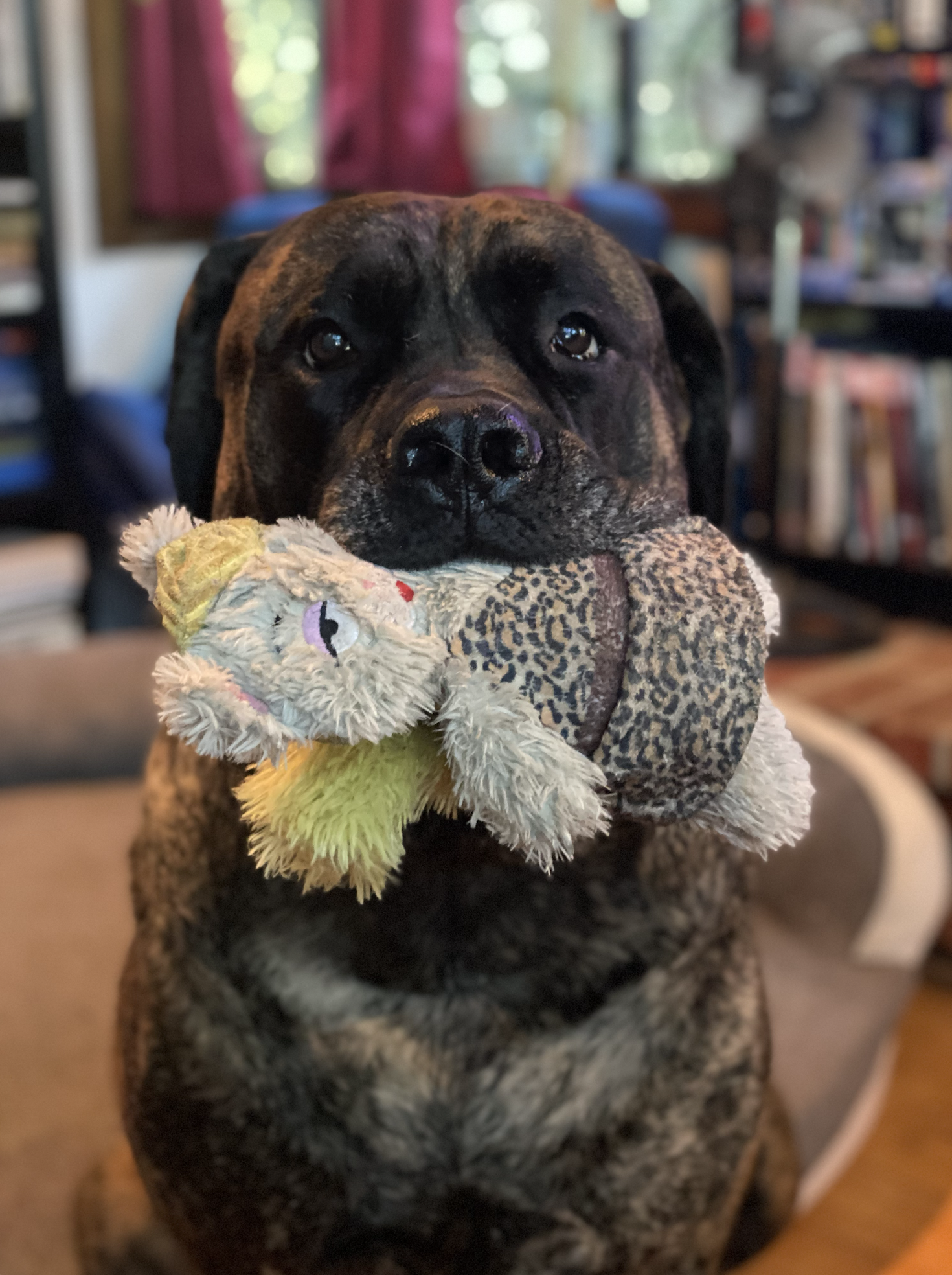 Bear with her favorite toy