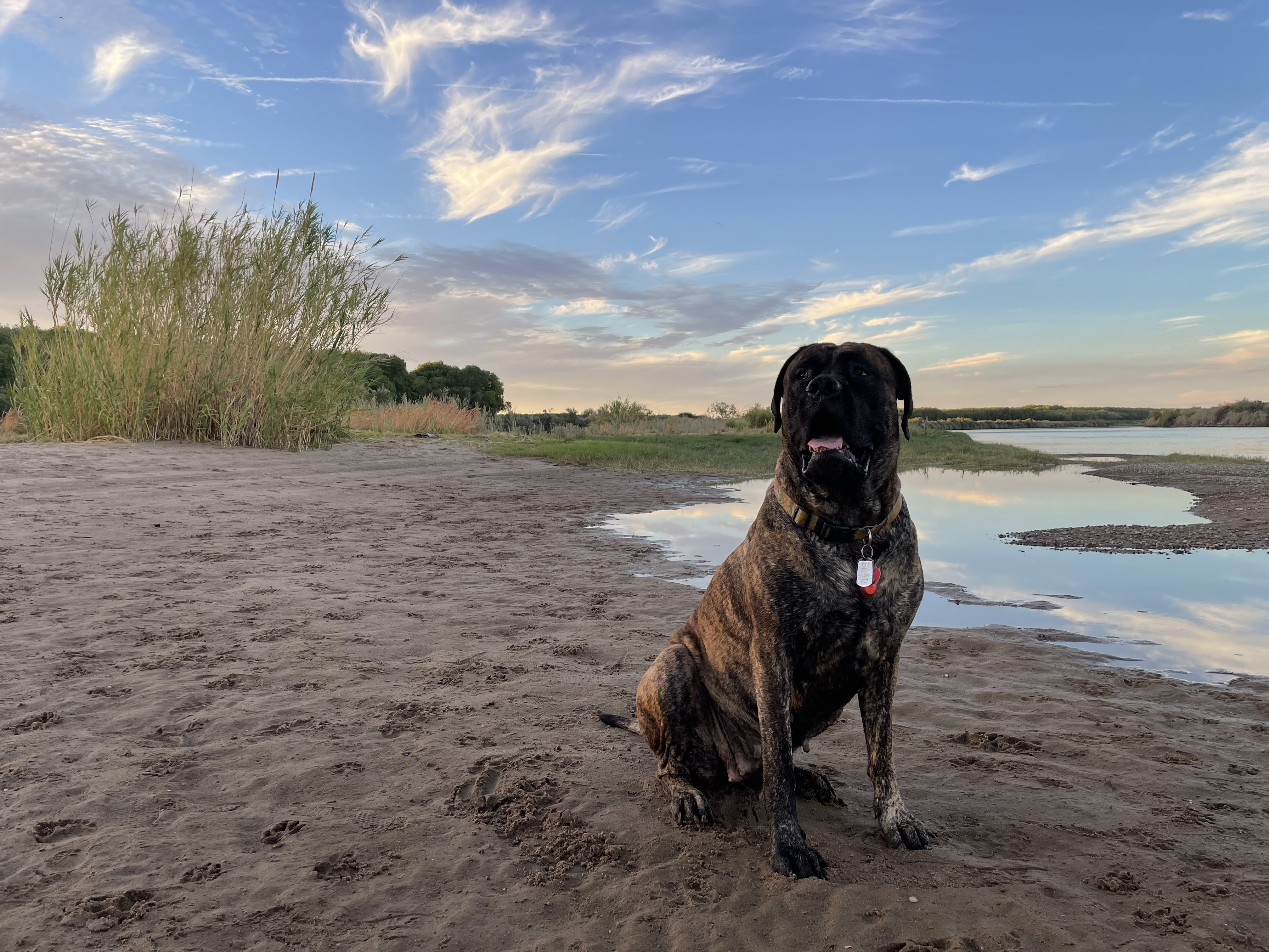 Bear enjoying the river