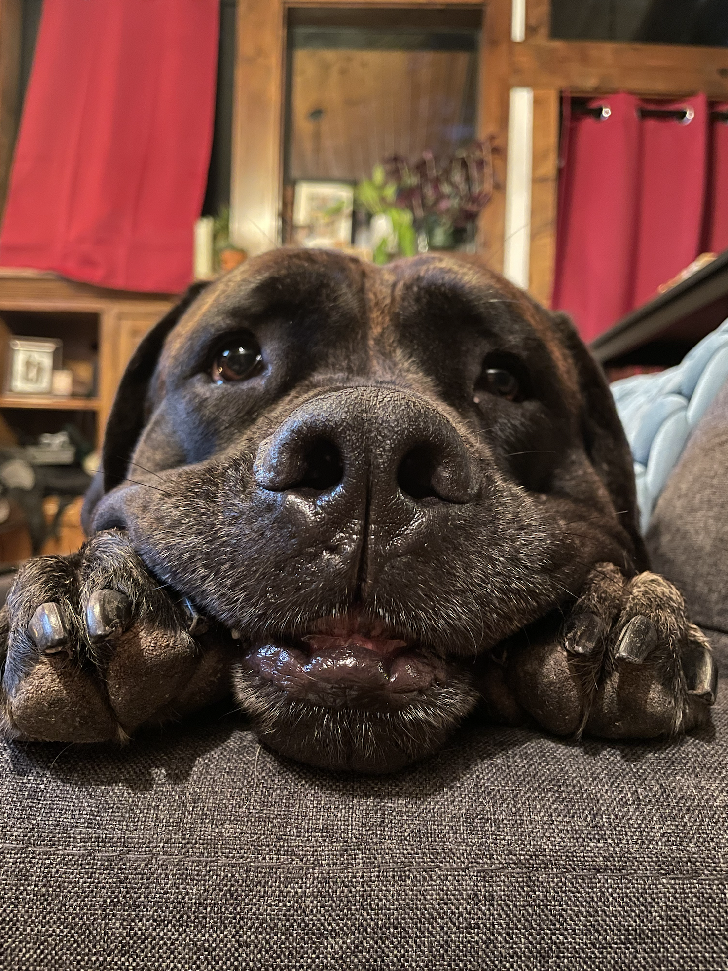 Bear smiling on the couch