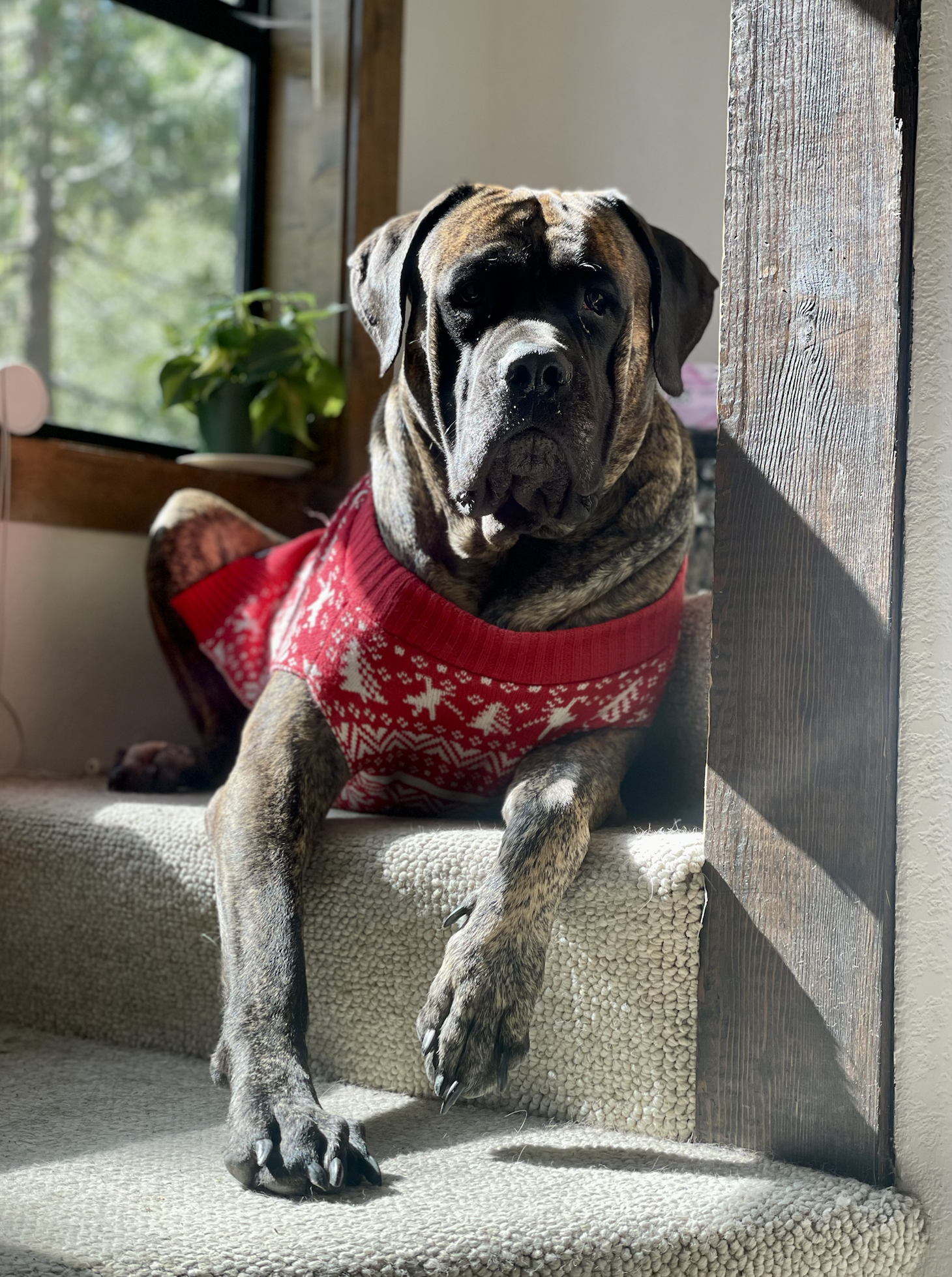 Bear in her holiday sweater