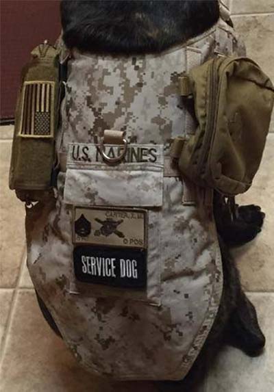 Dog wearing one of the custom vests.