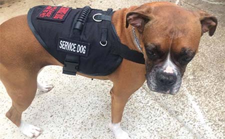 Dog wearing a solid black service dog vest.